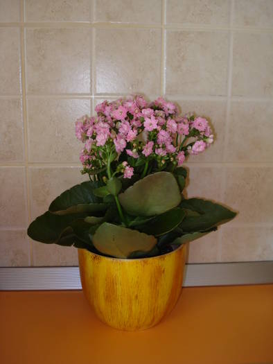 KALANCHOE ROZ