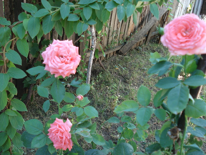 DSC09735