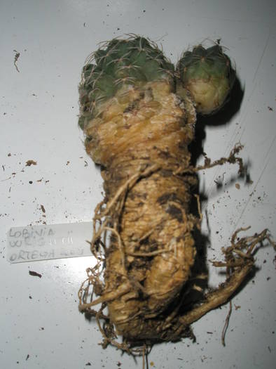 Lobivia wrihtii - RADACINI de cactus