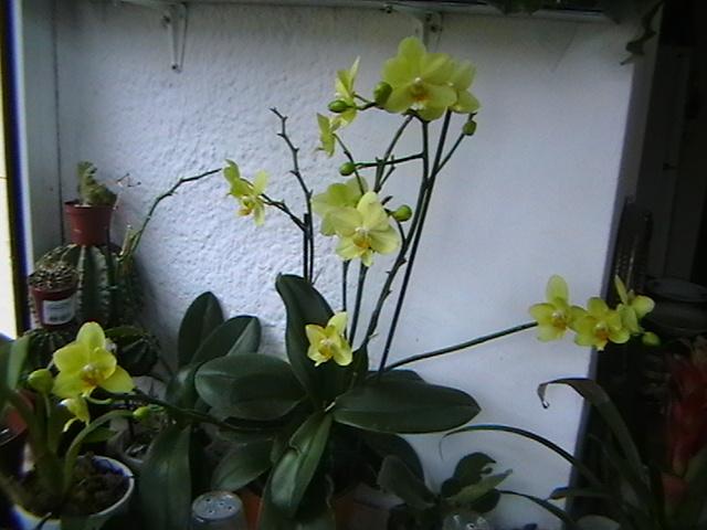 1.02 - orhidee 2009