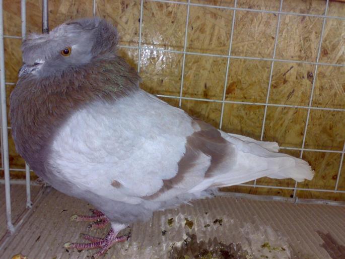 tob germ 2 - 1504 Expo Sibiu 2008