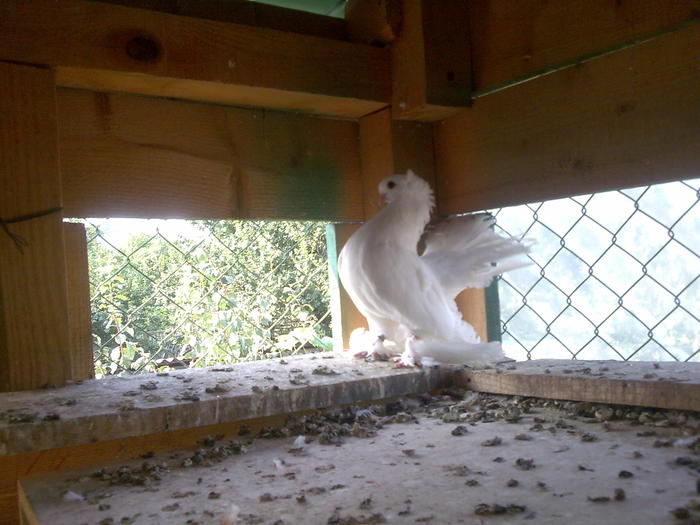 Imagine026 - jucatori de rostov