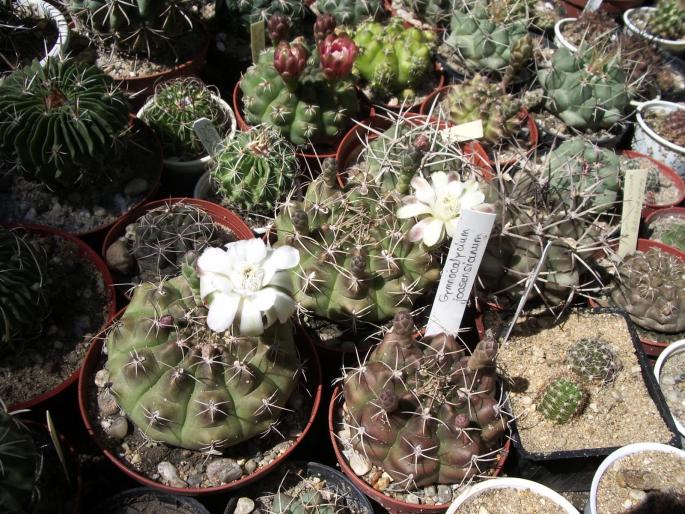  - Gymnocalycium