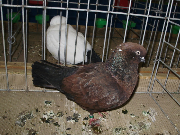 10494 tippler englez 1 - 1507 partea 6a