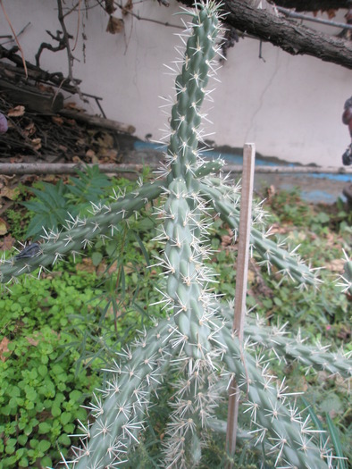 Opuntia 1 - plante de exterior - 2009 - 2010