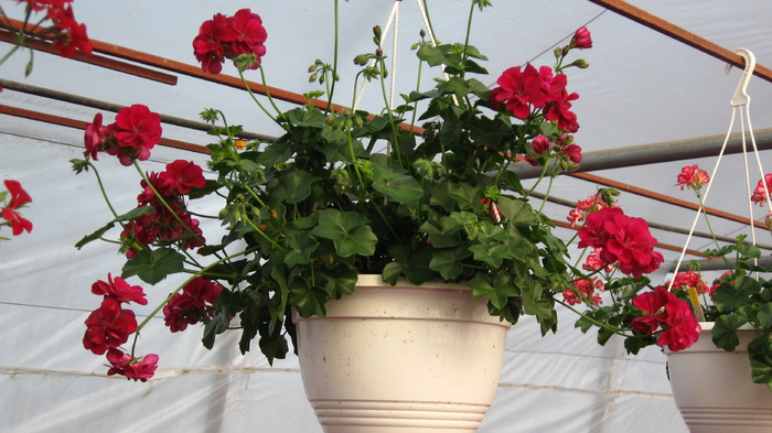 muscata curgatoare - muscate