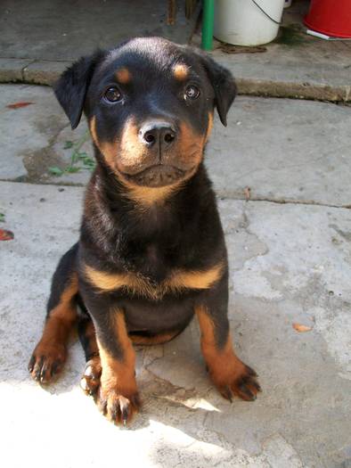 Ares = Rottweiler - cateii