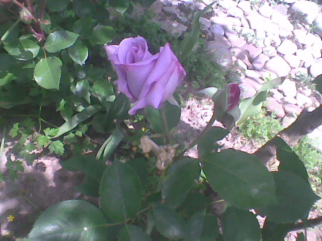 Imag020