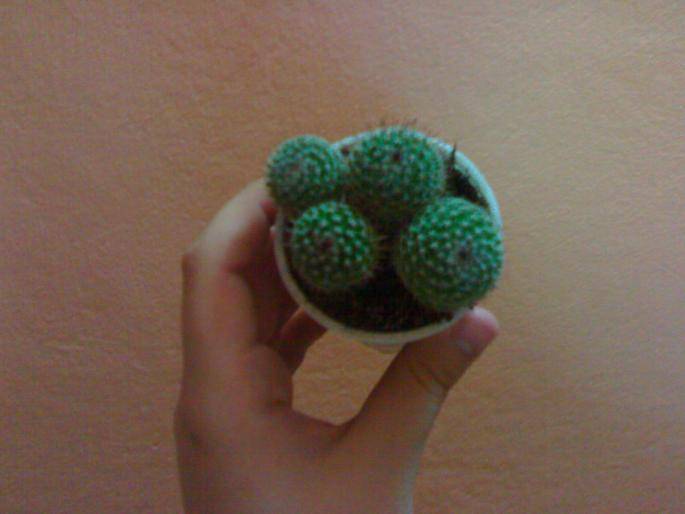 Rebutia - Cactusi 2008