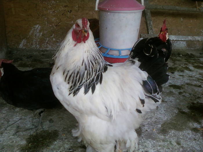 Brahma Herminat Deschis