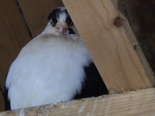 DSC01666
