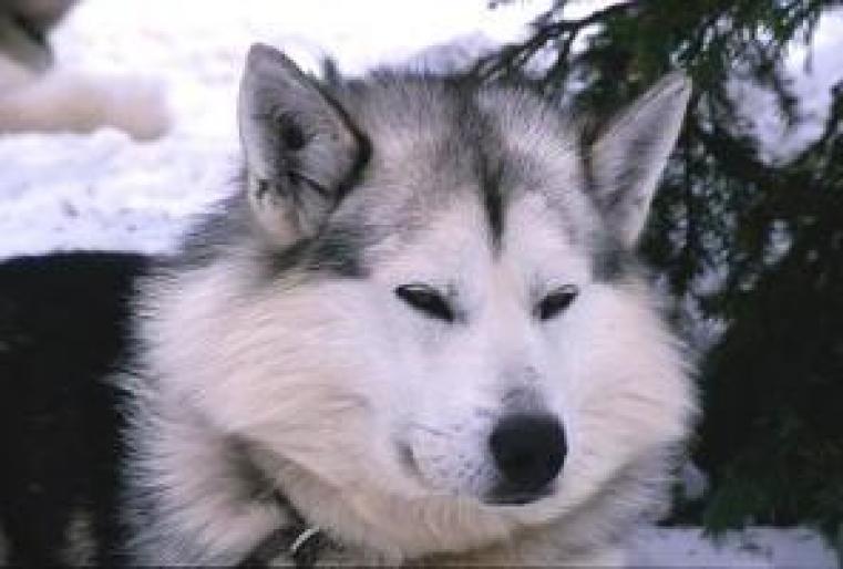 husky siberian - CaTeLuSi