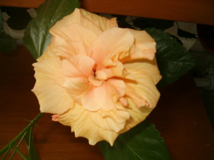 hibi de la Cara - hibiscus