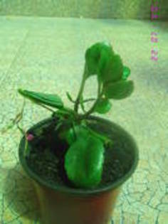 Kalanchoe roza - Kalanchoe