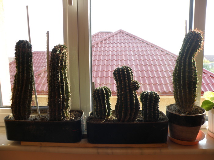 Picture 077 - cactusi