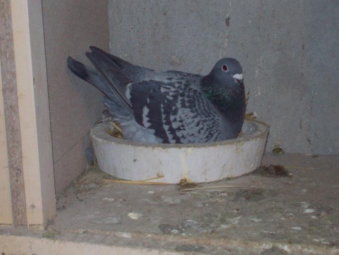 100_0065 - porumbei matca 2008