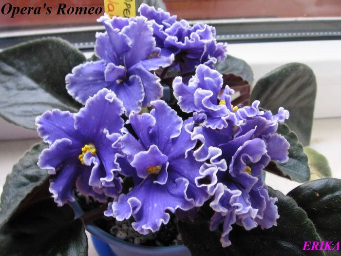 Opera's Romeo 2009 jun 12