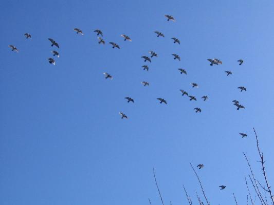 In zbor_1