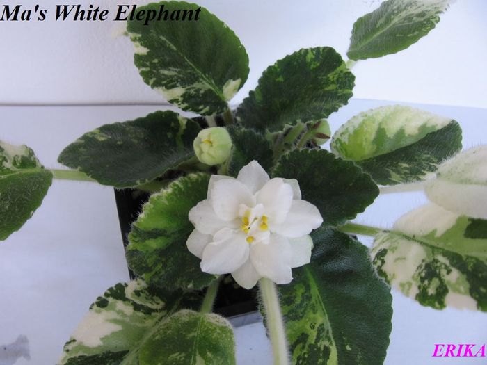 Ma's White Elephant 2009 jun 18 - Violete de colectie