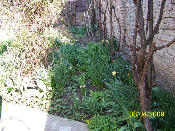 100_0301 - Primavara in curte  Timisoara