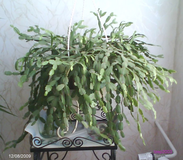 DSC00211 - Flori 2009