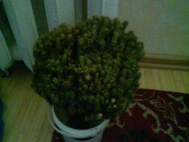 Cereus peruvianus fma. monstruoasa.