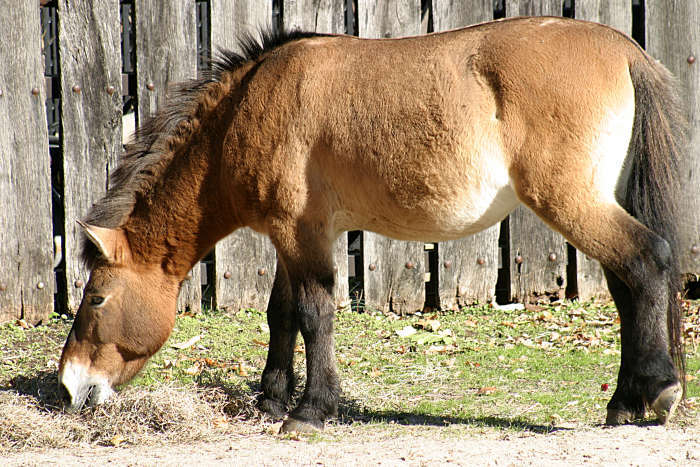 Calul lui  przewalski - Salvati animalele pe cale de disparitie