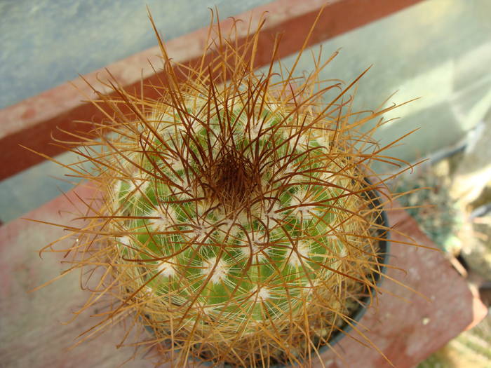 P. aureicentra - Notocactus-Parodia