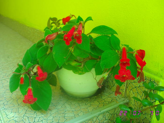 Kohleria rosie - Flori de camera 2009