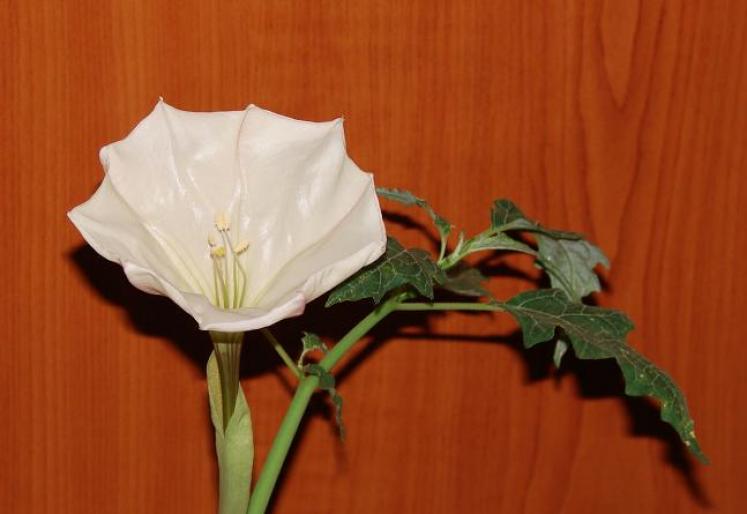 datura; din seminte inflorita in mai 2007
