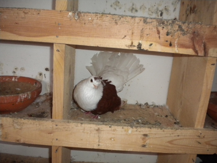 Picture 177 - Raicu 1