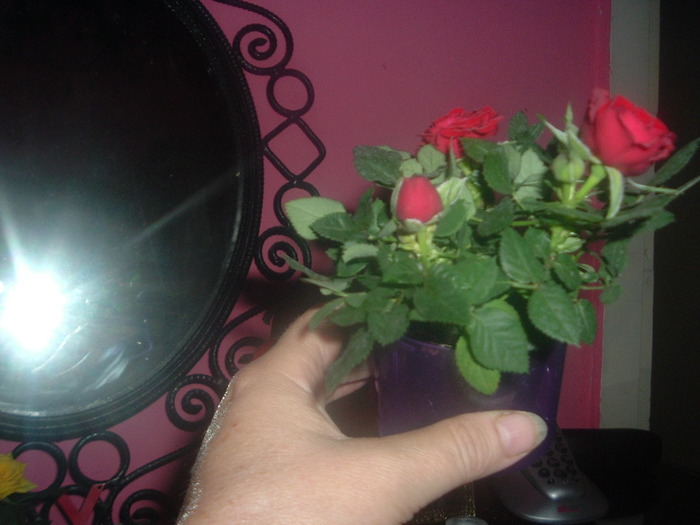 DSCF8677; minirosa grena
