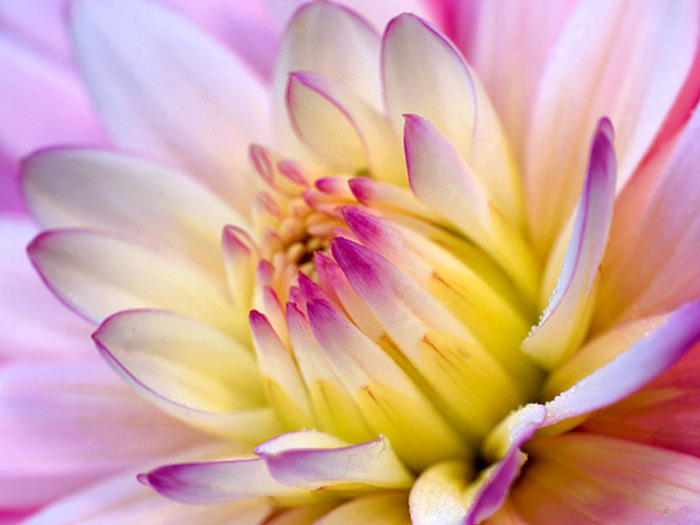 dalia-flower-wallpaper - Flower