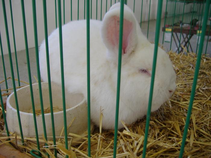 Nitra 06.12.2008 121