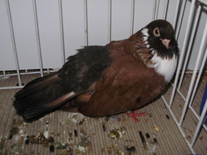 orbetean 12