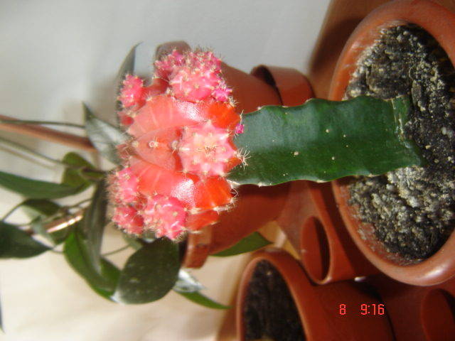 DSC00309 - cactusi