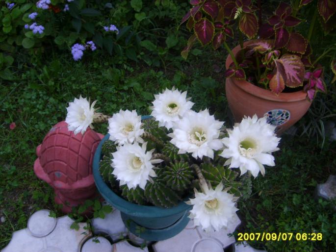cactus - plante