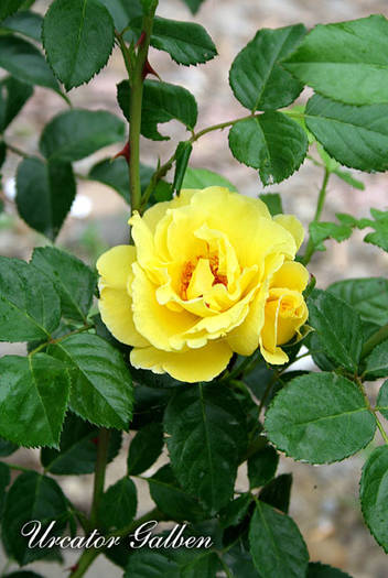 sakura1 - club culori