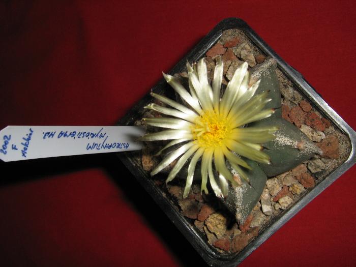 Astro.myriostigma hb.-floare - Astrophytum