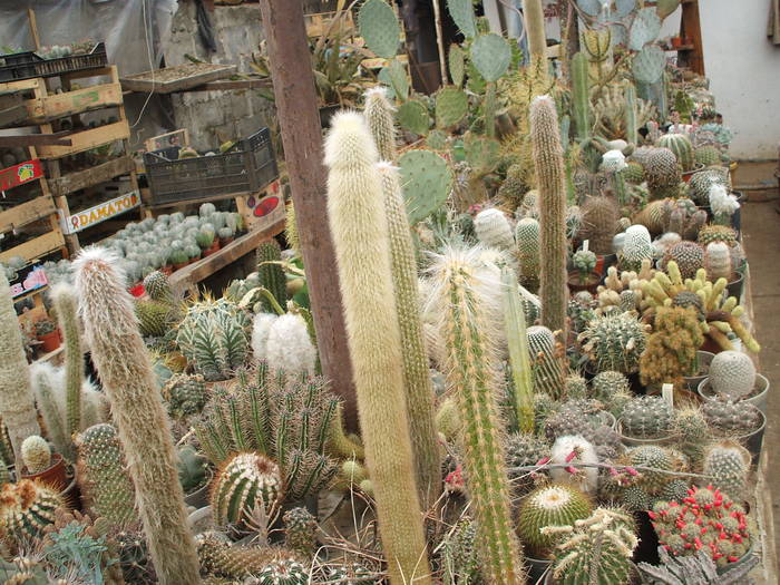 grup2 - colectia mea de cactusi