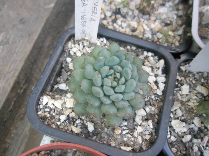 Echeveria rundelii - Echeveria 2009