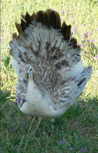 pasanegra02 - 1-Rase de pauni