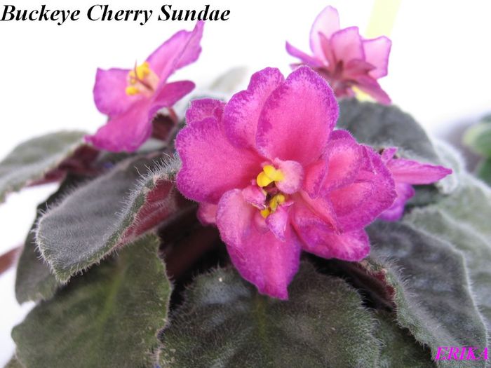 Buckeye Cherry Sundae 2009 - Violete de colectie