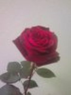 Image000fdhsdf - poze cu trandafiri