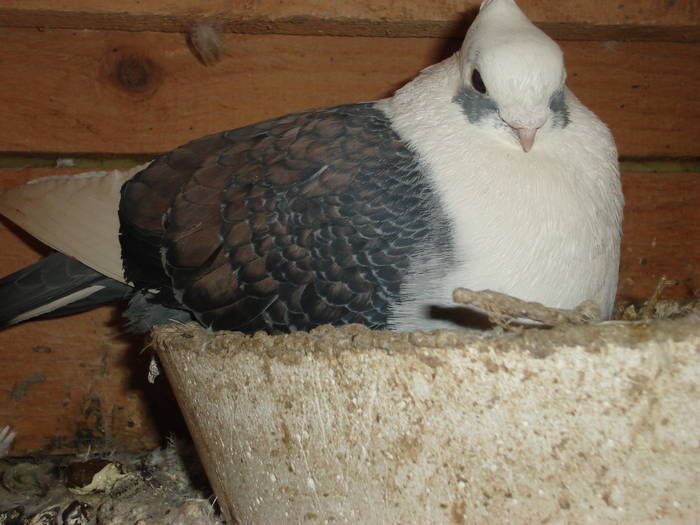 111 - C Porumbei Blueti si Satineti Vechi