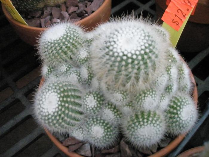 Notocactus scopa - colonie