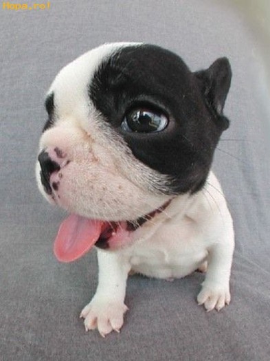 006_pesiki_1223304563