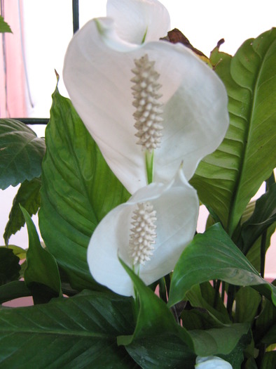 spathiphyllum / crinul pacii - Plante de interior