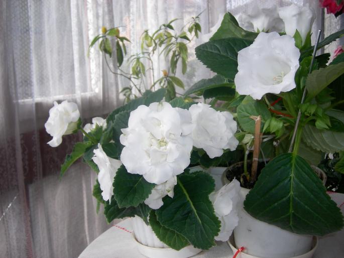 Gloxinii albe