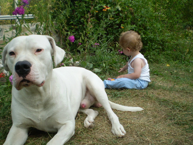 Picture-olympus 718 - dogo argentino